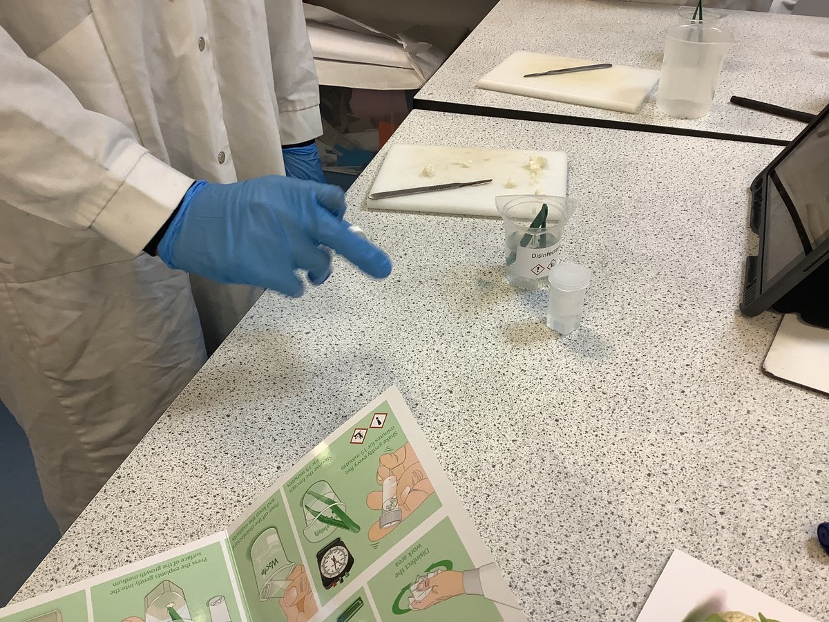 craigiescience's tweet image. S3 Biologists finish out the school year with some cauliflower cloning!! Can’t wait to see the growth in our samples after the holiday break. #engageandchallenge