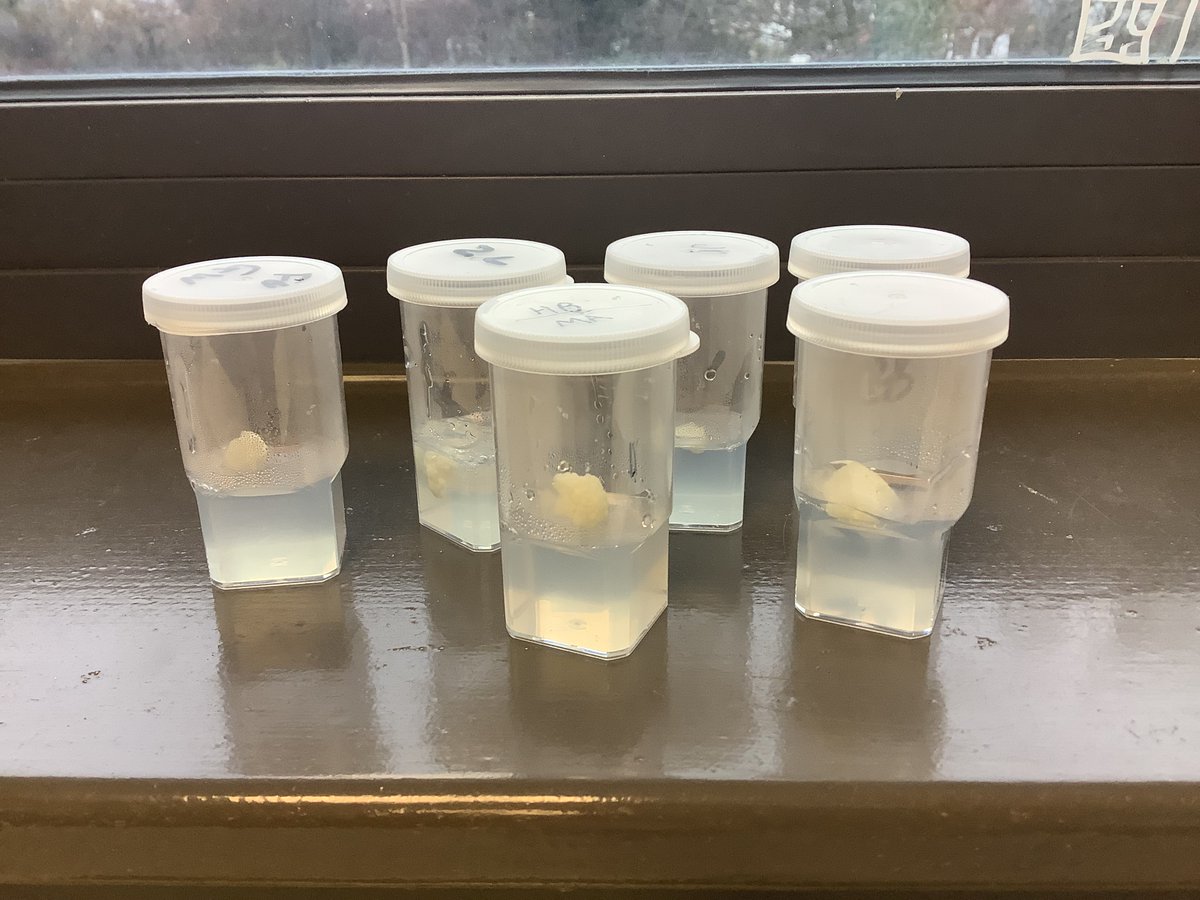craigiescience's tweet image. S3 Biologists finish out the school year with some cauliflower cloning!! Can’t wait to see the growth in our samples after the holiday break. #engageandchallenge