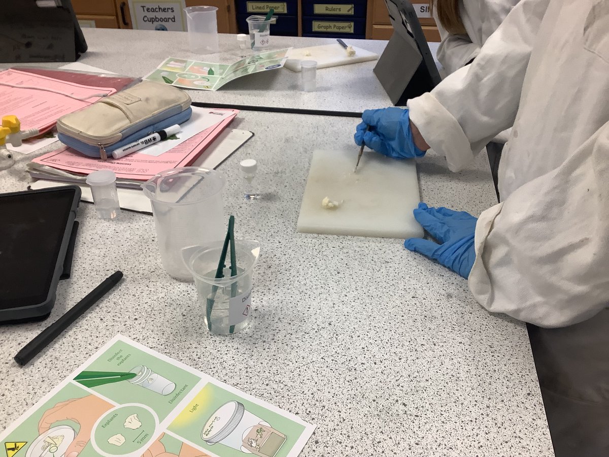 craigiescience's tweet image. S3 Biologists finish out the school year with some cauliflower cloning!! Can’t wait to see the growth in our samples after the holiday break. #engageandchallenge