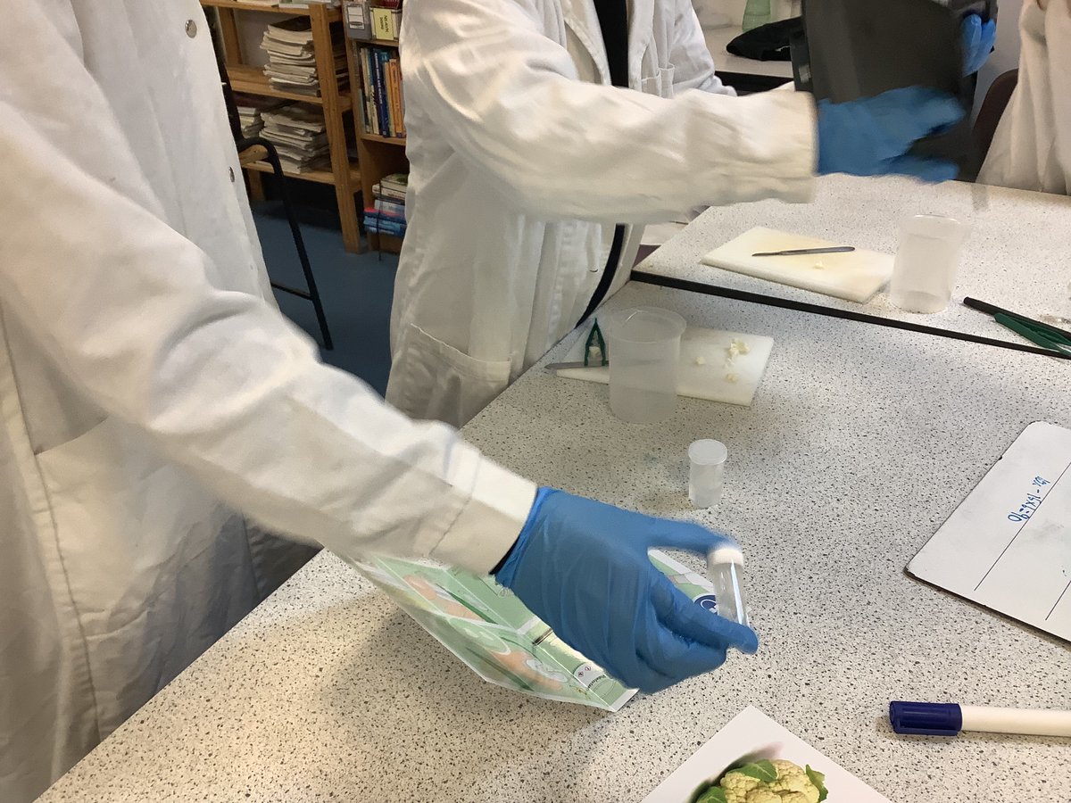 S3 Biologists finish out the school year with some cauliflower cloning!! Can’t wait to see the growth in our samples after the holiday break. #engageandchallenge