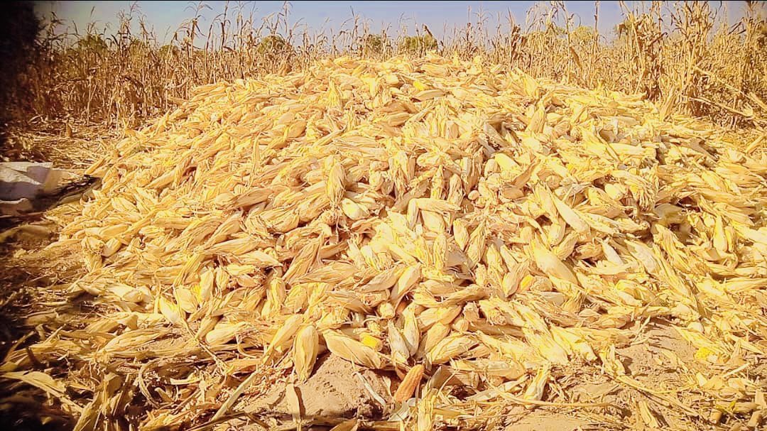 MFarmsGMB's tweet photo. Maize farms done!
This weekend, weโve had the corn harvested from our two farms shelled; weโve got 36 bags of corn ๐ฝ
A very good start, thanks to everyone who supported us on this journey.
We go bigger next rainy season!
#MFarms https://t.co/60xB9rzvTF