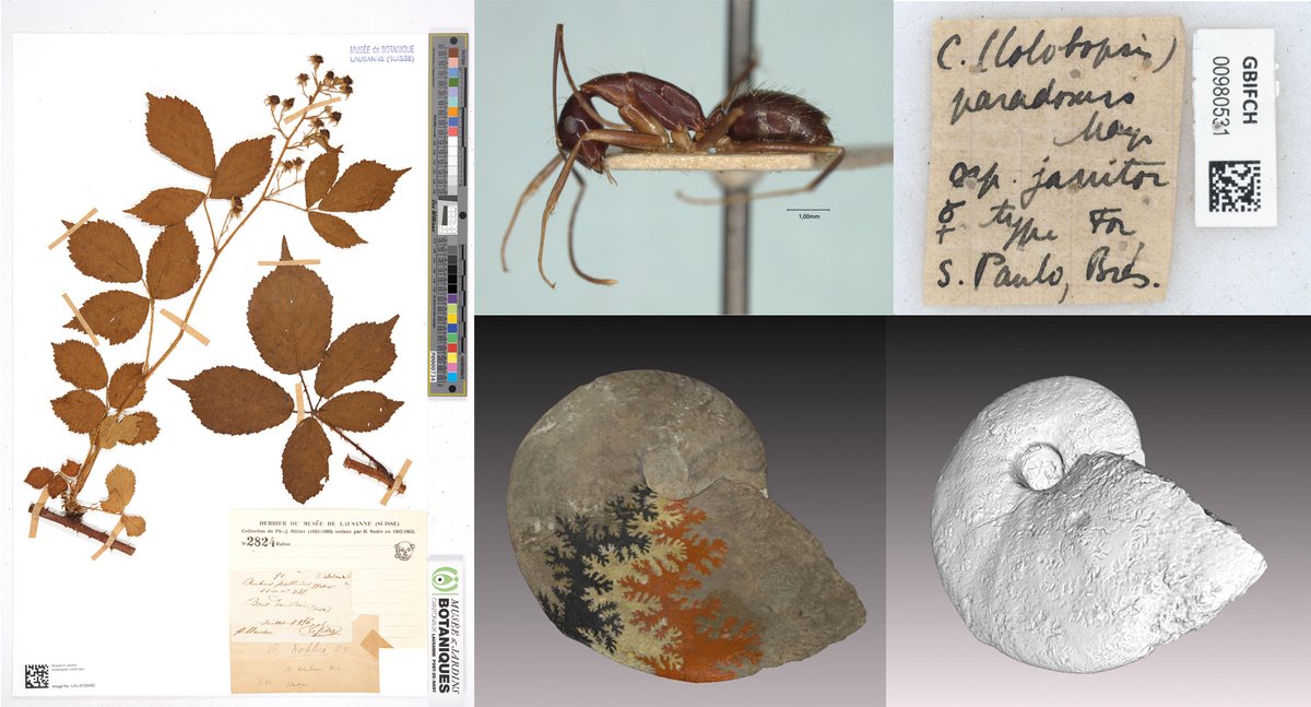 EtatdeVaud's tweet photo. [CULTURE] Naturéum : avancées majeures dans la numérisation et la préservation des collections grâce à SwissCollNet
https://t.co/7fs4GZTmMU
#Vaud #SwissCollNet @scnatCH https://t.co/zbPIsFazSk