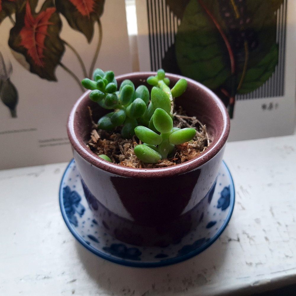 mʌɫˈtʰɪpəɹə tweet media