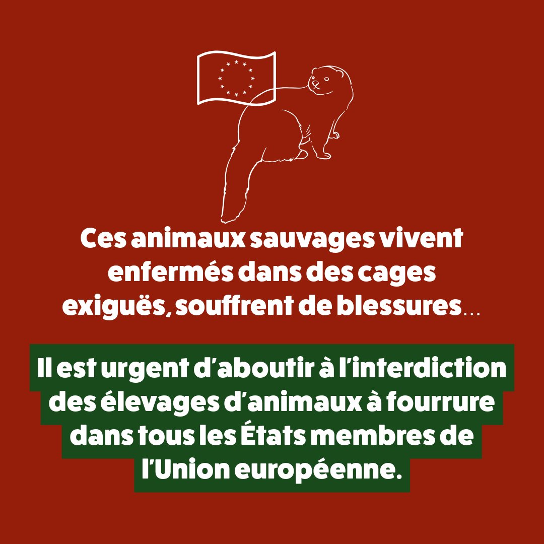 Pour les fêtes, continuons à boycotter les produits contenant de la #fourrure !
#PourUneEuropeSansFourrure
#FurFreeEurope