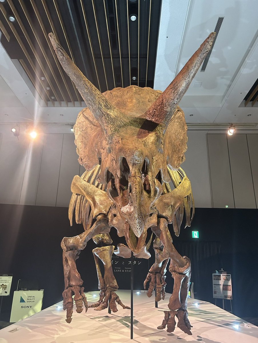 wlJUOfMIheai5yz's tweet photo. #あなたが浪漫を感じるもの
#火曜日は化石の日 #DinoScience
#恐竜科学博2023 #トリケラトプス
レイン https://t.co/PCAXtVV3ba