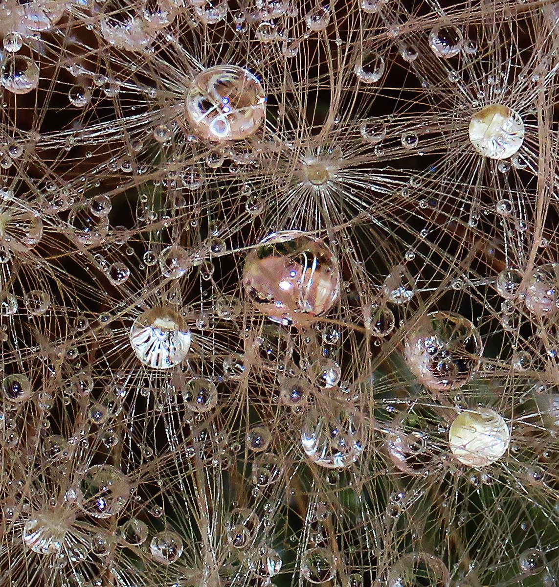 Journey to the Centre of the Dandelion  

close up of a dewy dandelion seedhead