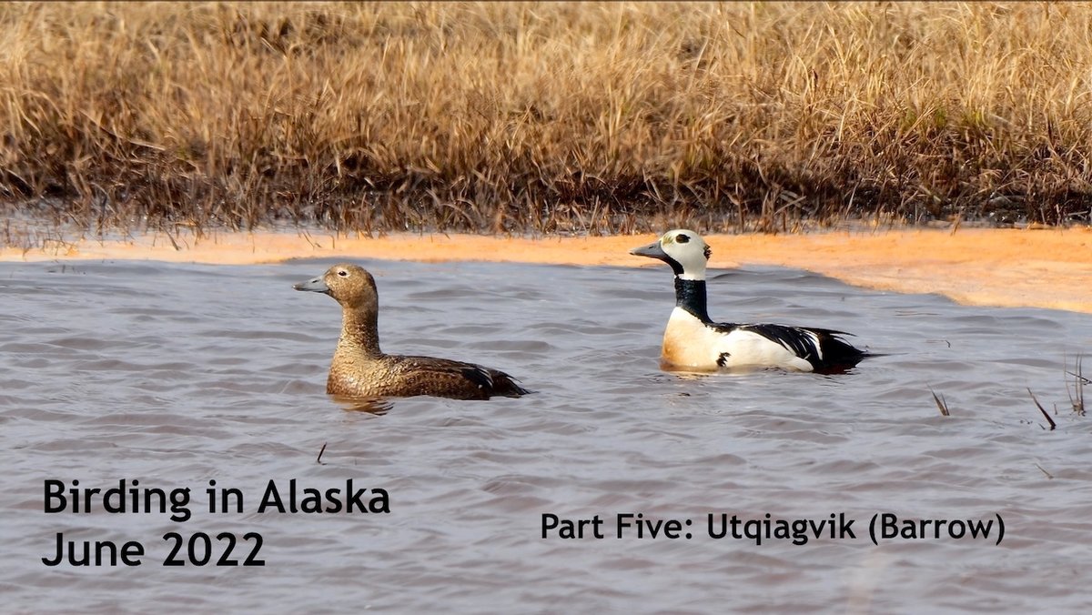 Final two videos from Alaska trip now on YouTube.  Part 4 covers a few days in Nome and is at youtu.be/CXzHrIByZHE.  Part 5 covers Barrow / Utqiagvik and is at youtu.be/kRQa_xx1AGU.  Breeding arctic waders and wildfowl looking their very best.