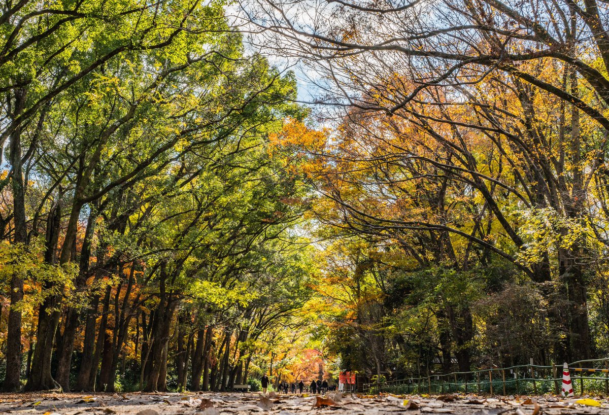 PhotoShogo's tweet photo. Kyoto Photo
#京都府 #京都市 #下鴨神社
#東京カメラ部 #福岡カメラ部 
#tokyocameraclub
#fukuoka_cameraclub
#ファインダー越しの私の世界
#被写体募集中 #額装のない写真展
#a7R3 #sony #キリトリセカイ https://t.co/ONGHSyAfWu