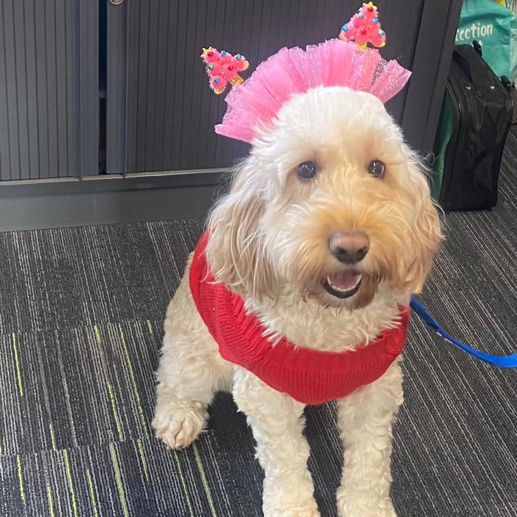 modex_spaces's tweet image. And the winner of the Christmas Jumper Day is the Grinch! 🎄 his competition had to settle for the dog treats! 🐶