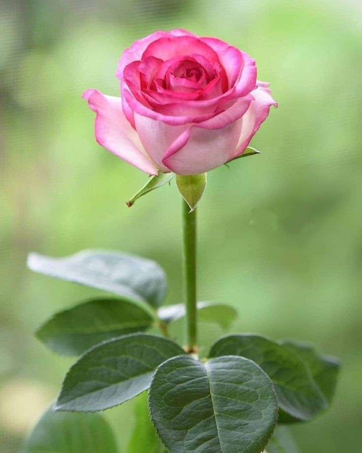 𝐋𝐚𝐮𝐫𝐚ᶜʳᶠ  tweet media