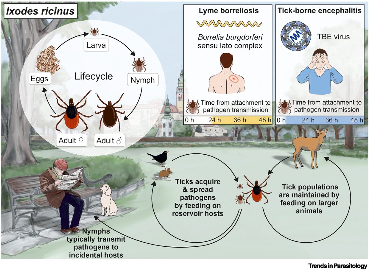 Trends in Parasitology (@trendsparasitol) on Twitter photo New Vector of the Month: #Ixodes #ricinus, #CastorBean #tick transmitting #Lyme #borreliosis, tick-borne #encephalitis & other #zoonotic diseases in Europe, authored by Luise Robbertse, Radek Šíma, Ondřej Hajdušek & Jan Perner <a href="/BiologyCentre/">Biology Centre CAS</a> <a href="/CzechAcademy/">Czech Academy of Sciences</a>
authors.elsevier.com/a/1kG%7EK5Eb1x… New Vector of the Month: #Ixodes #ricinus, #CastorBean #tick transmitting #Lyme #borreliosis, tick-borne #encephalitis & other #zoonotic diseases in Europe, authored by Luise Robbertse, Radek Šíma, Ondřej Hajdušek & Jan Perner <a href="/BiologyCentre/">Biology Centre CAS</a> <a href="/CzechAcademy/">Czech Academy of Sciences</a>
authors.elsevier.com/a/1kG%7EK5Eb1x…