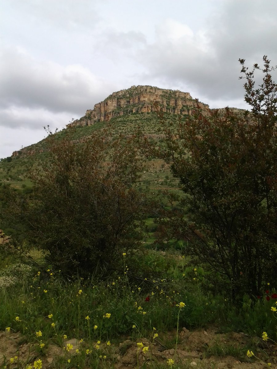 Sozdar Avesta (@sozdar52018) on Twitter photo 