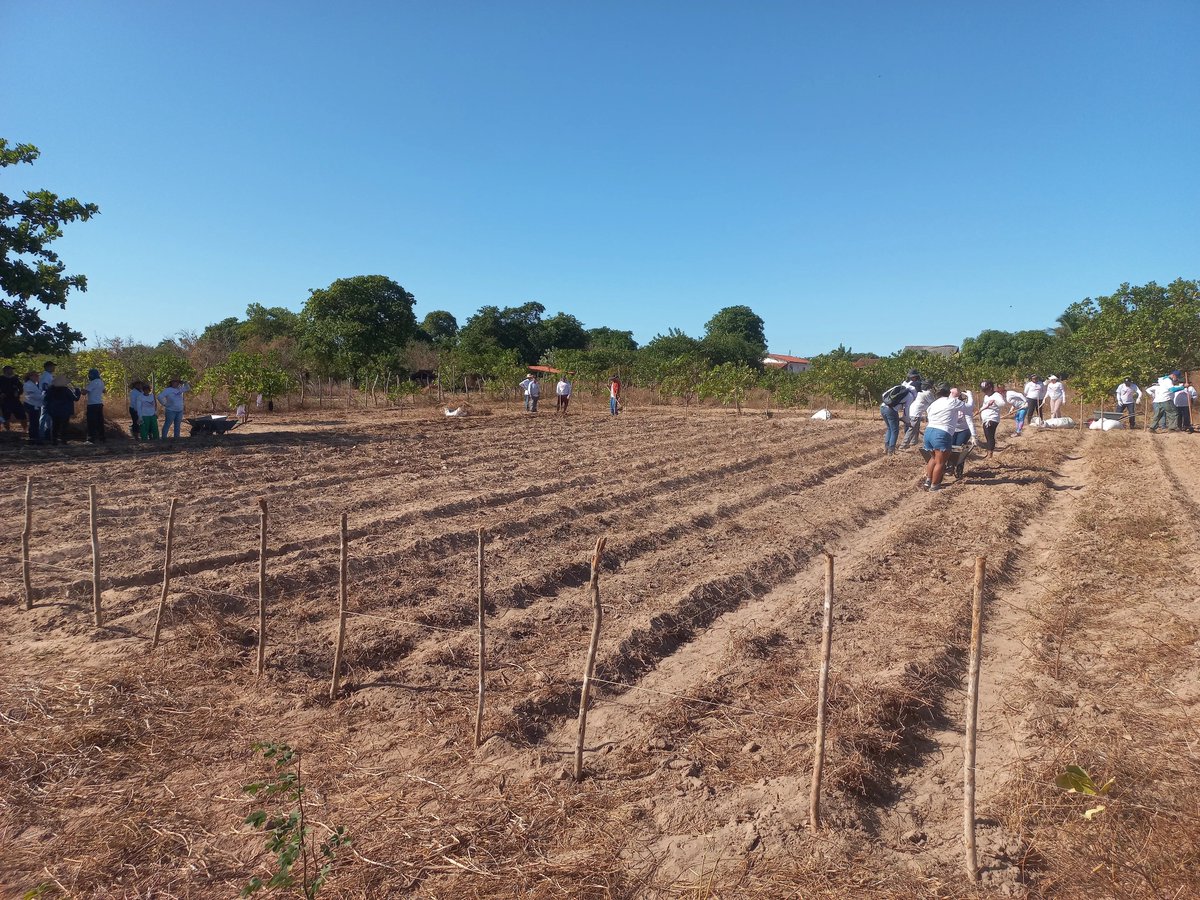 9. Reflora
Reflora is a consultancy company that is developing a digital agroforestry planning platform. They work with the implementation of syntropic agroforestry systems in traditional communities in different states of Brazil.