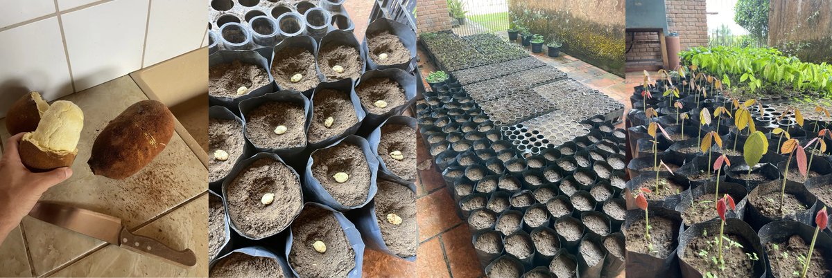 7. Sana Floresta
Sana is a large-scale agroforestry project in the state of São Paulo. It has been growing capacity and transforming degraded land in food forests, with a large production of bananas, long term wood production, and fruit production like cocoa and cupuaçu.