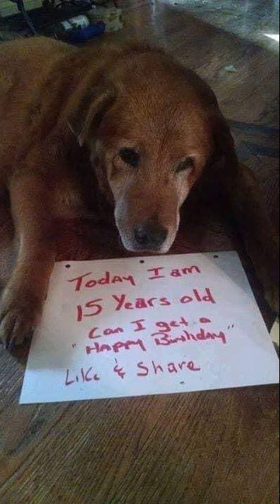 We wish you many more you beautiful 🐶 ❤️