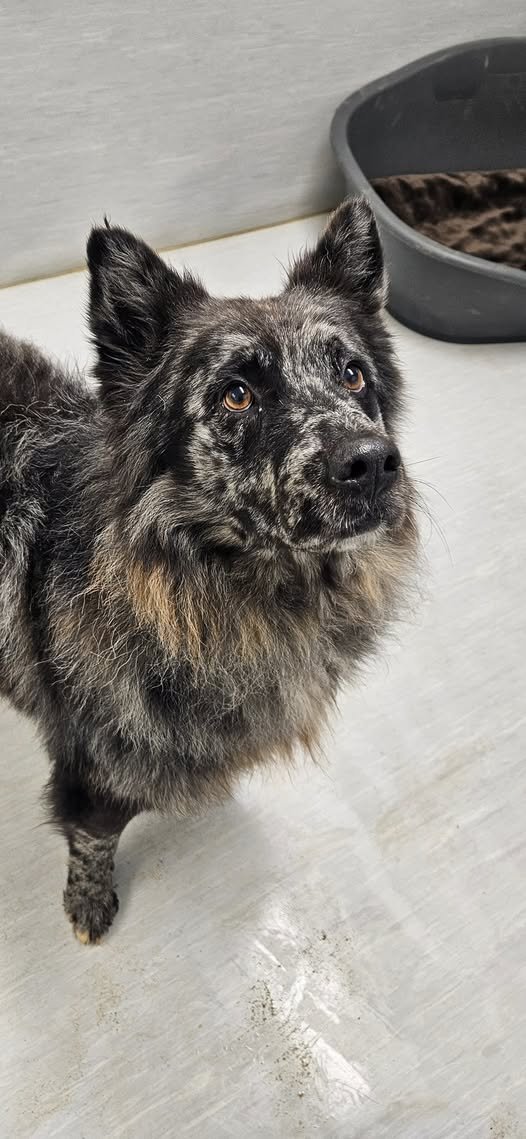 Fundhund vom 14.12.24 aus 22946 Brunsbek/Langelohe
Leider hat sich bis heute kein Besitzer gemeldet
Wer erkennt diesen netten Kerl oder kann etwas über seine Besitzer sagen oder seine eventuelle Herkunft?
Er hat keinen Chip.
+49 4102 64111
webmaster@tierheim-grosshansdorf.de