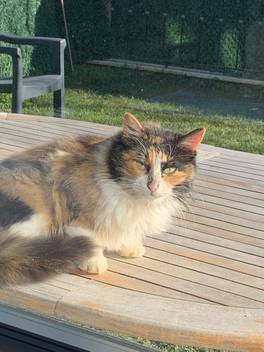 Bir kedicik önce baktı sonra  kaçtı