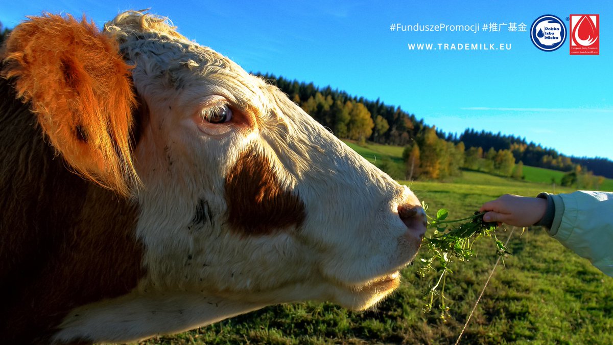 TradeMilk_PL's tweet photo. @PolskaIzbaMleka: Chiny to ogromny i niezwykle perspektywiczny rynek żywności. Konsumenci chińscy coraz bardziej doceniają jakość i bezpieczeństwo polskich produktów spożywczych, a polskie mleko cieszy się w tym kontekście coraz większym zainteresowaniem.
➡️https://t.co/UN9rkcHFKQ
#FunduszePromocji #PolishMilk #dairy #Poland #ChinaSuarez