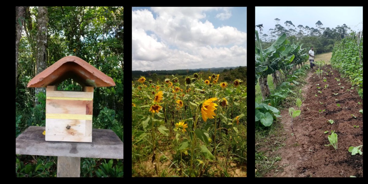 14. Hortas conectadas - SAF do Futuro
They are in the outskirts of São Paulo city, and are maintaining an agroecological agenda together with local farmers, institutions and agroecology groups