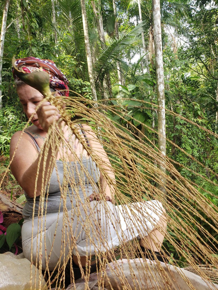 13. Bonjuçara is surrounded by native atlantic rain forest and their community harvests the fruits of the Juçara palm tree. The açaí-like fruit pulp is the basis for educational, ecological and economical activities