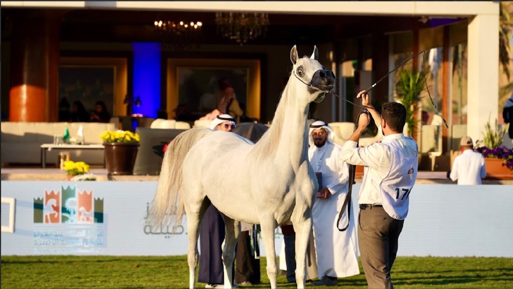 phcksu's tweet photo. توثيق جمال الخيل العربي الأصيل بعدسات إبداعية من أعضاء نادي التصوير الضوئي في جامعة الملك سعود ، يعكس شغفهم واهتمامهم بالفن والتصوير،
شكرًا لكل من ساهم في إبراز هذه اللحظات المميزة شكراً لاعضائنا المبدعين. https://t.co/D6x6YnUsjr