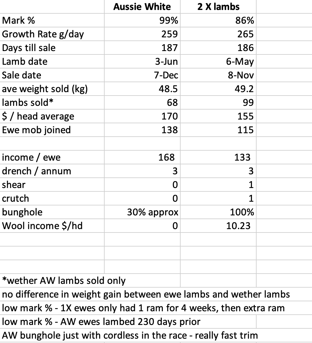 A comparison of prime lambs (BL x MER ewes with WS) V's Aussie Whites to look at growth rates and sale price.
All lambs run together after weaning - identical feed, no supplements, grass only. Not a perfect trial. Happily surprised and more data to contemplate.