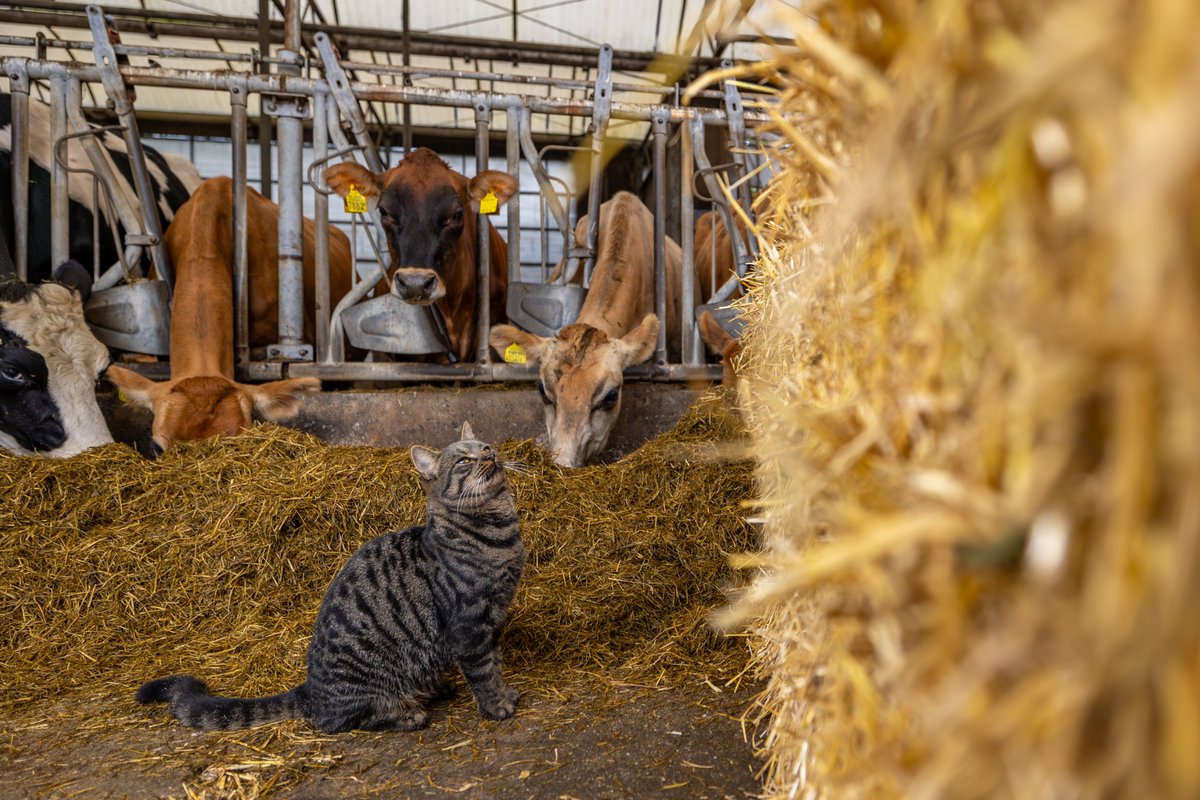 Fjildlab tweet media