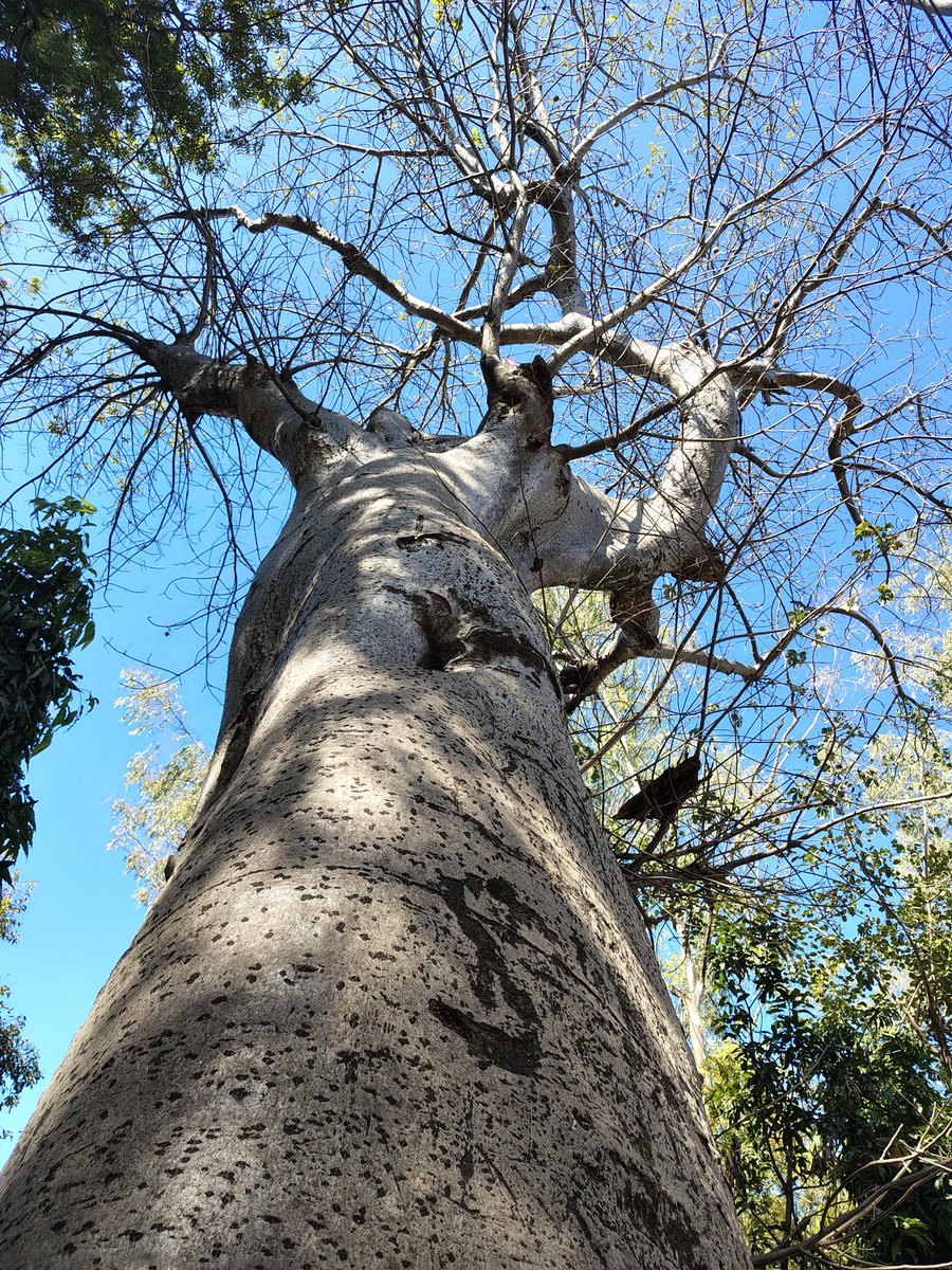 trinature3's tweet photo. #treepeople #lovetree🌲☘️🌿🍀 @Saphhire_Fire @keeper_of_books https://t.co/klvahKZlRw