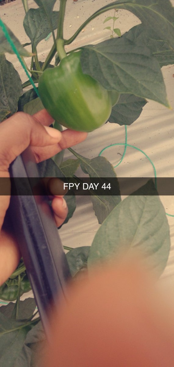 oluwalonizainab's tweet photo. FPY WEEK 9

The joy of eating your labour is unmatched. 
Well made ridges look so beautiful https://t.co/gkVfLZ9Dxq