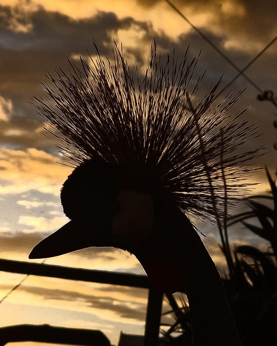 FollyFarmWales's tweet photo. Guess who…
#keeperpic #africancrownedcrane #silhouettes #prettyskies https://t.co/SDJJINfz6b