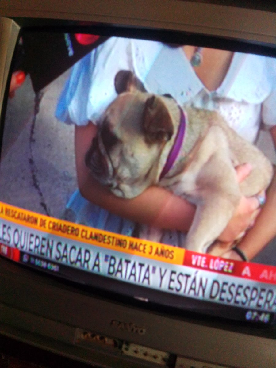 Valentinas650's tweet photo. @JMilei ayude a esta perrita a no volver con la dueña de un l criadero clandestino https://t.co/9rCoqq33wa