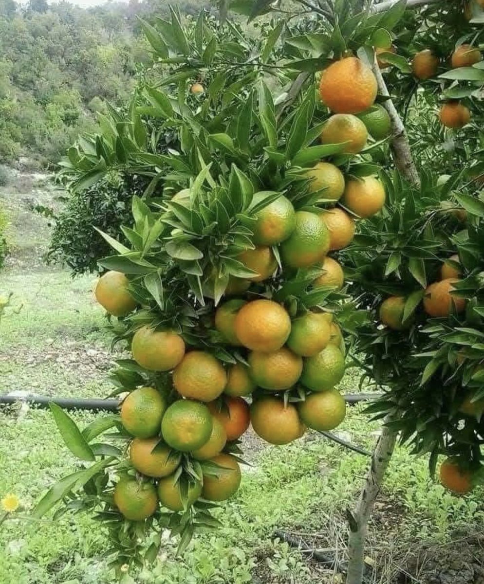 Msimu wa maembe