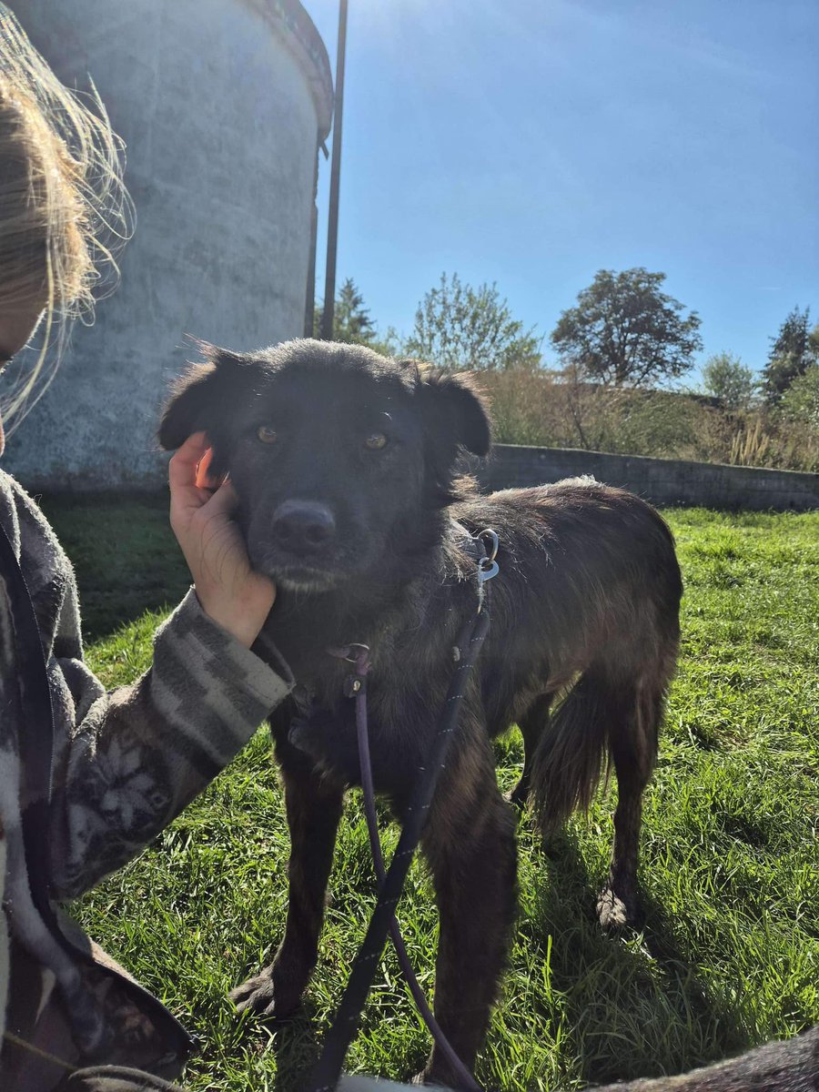 Pawprints2F's tweet photo. Alice was one of our “forgotten dogs” until our volunteers brought her out of her shell and showed her life outside the shelter.
She has improved a lot and now loves walks with those she trusts.
She can live with other dogs and we can cat test.

Apply here
https://t.co/UKATK6Nz6w https://t.co/htDSe6UlZx