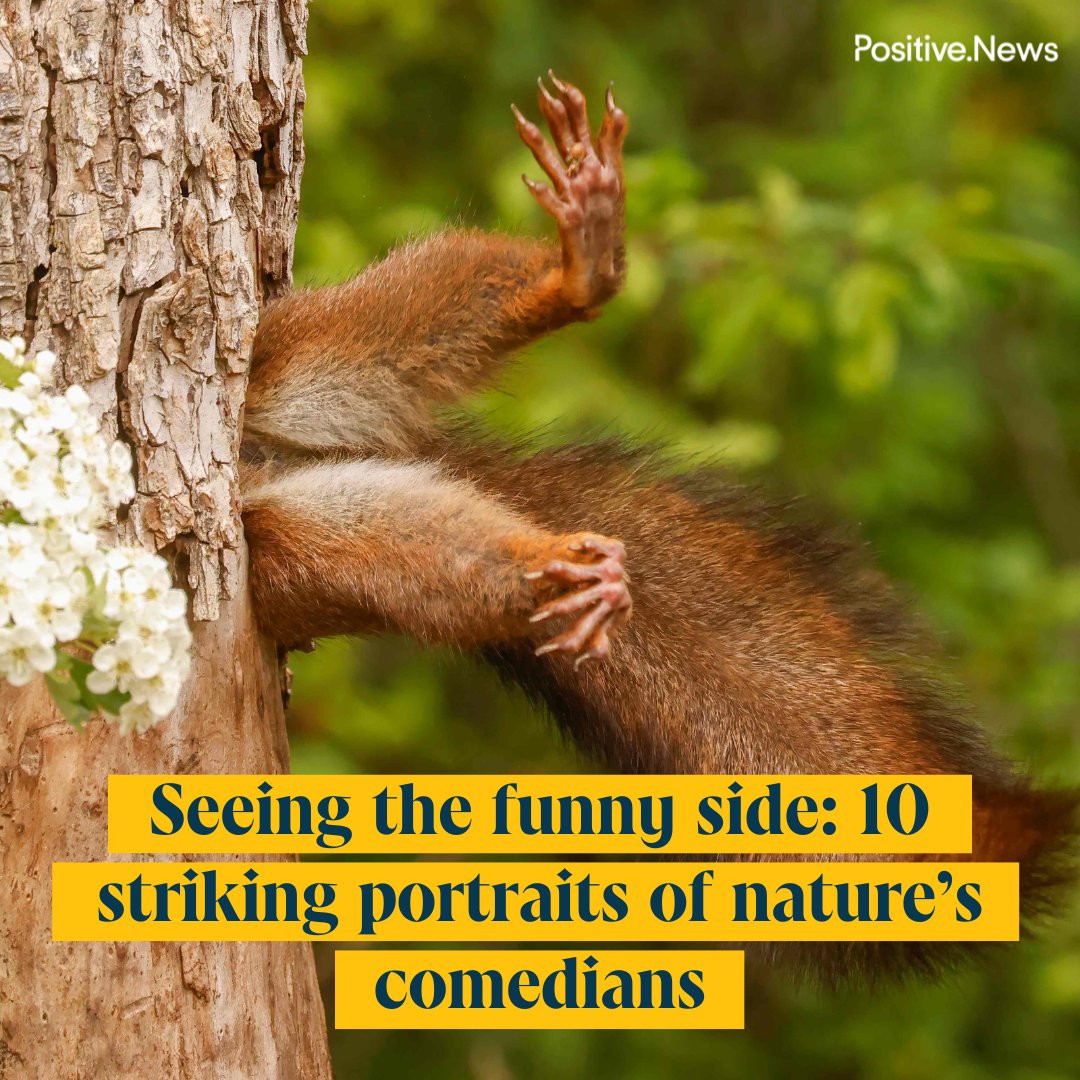 Celebrating nature’s capacity to make us laugh, the latest winners of the Comedy Wildlife Photography awards have just been revealed
positive.news/society/seeing…