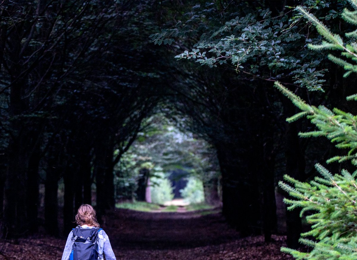 #OpWegNaar... het licht. Door de bomen het bos zien.
#Dag17 van #Foto_Adventskalender van <a href="/josephiensierag/">J🍋sephien Sierag 🕊📚🌸🍣📷</a>