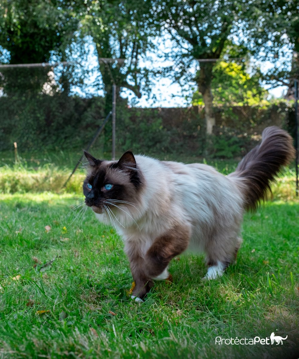 Look at those eyes! 😻

Simba loves being outside in his ProtectaPet Cat Enclosure enjoying the fresh air, grass, bird watching, and playing with his brothers and sisters! #KeepingCatsSafe