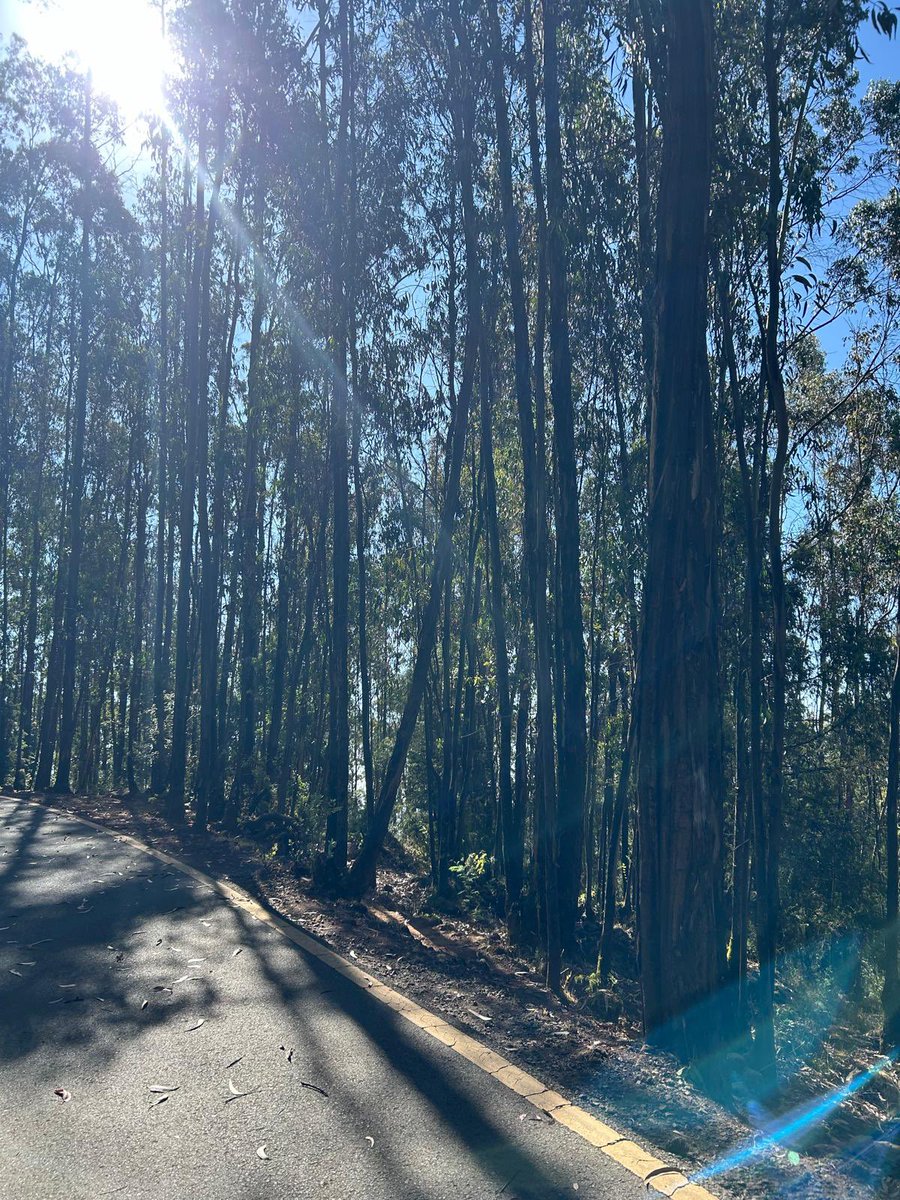Paul Walters (@paulwaltersuk) on Twitter photo I love 🇪🇹’s national sport of running. I was able to do my last high altitude run of the year at the weekend at #Entotopark.
Half marathon distance at 3km above sea level, enjoying the same #magicair that breeds Olympians!
<a href="/greatethrun/">Great Ethiopian Run</a> <a href="/RunComPod/">Running Commentary</a> I love 🇪🇹’s national sport of running. I was able to do my last high altitude run of the year at the weekend at #Entotopark.
Half marathon distance at 3km above sea level, enjoying the same #magicair that breeds Olympians!
<a href="/greatethrun/">Great Ethiopian Run</a> <a href="/RunComPod/">Running Commentary</a>