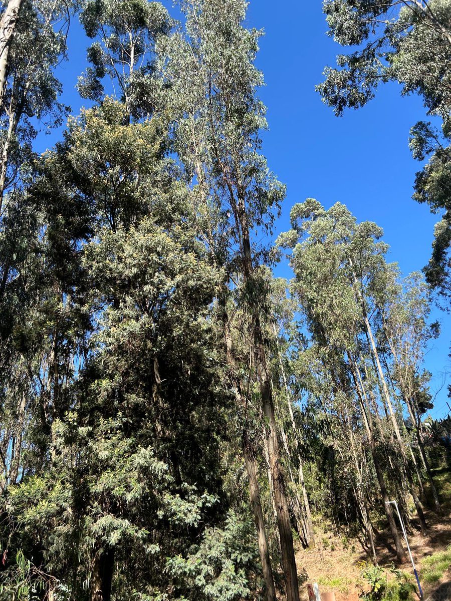 PaulWaltersUK's tweet image. I love 🇪🇹’s national sport of running. I was able to do my last high altitude run of the year at the weekend at #Entotopark. 

Half marathon distance at 3km above sea level, enjoying the same #magicair that breeds Olympians! 

@greatethrun @RunComPod