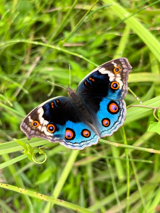 Wings of freedom and colors of joy 🦋