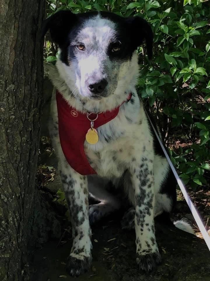 Jaspercoin_'s tweet photo. It's time

Unite dog owners across the world using blockchain technology

$Jasper https://t.co/TQgKvzzfks