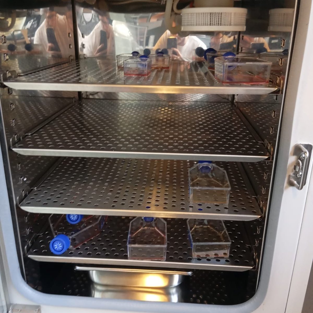 It's also beginning to look a lot like Christmas in the Cell Culture incubator! 🦠➡️🗑️