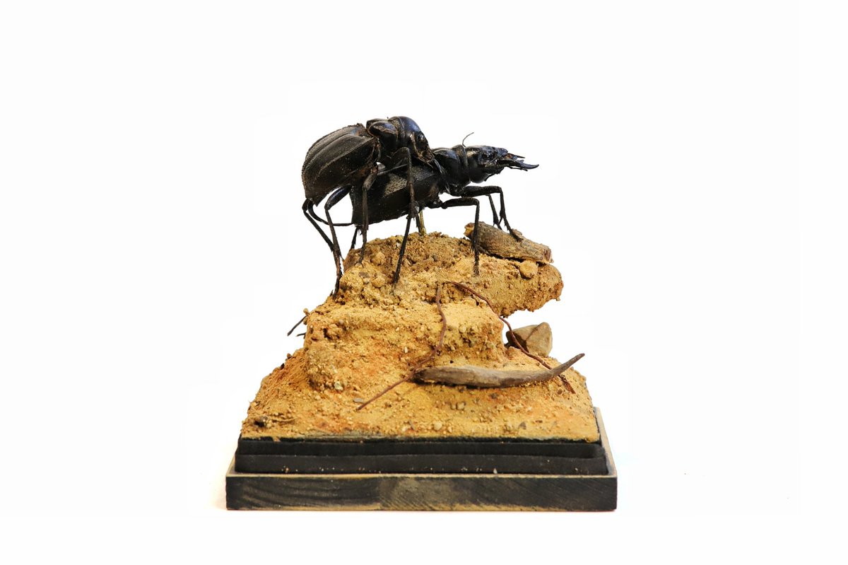 Huangweile0804's tweet photo. Manticora.tyrannus
暴君大王虎甲
交配的生态情景标本
标本艺术家黄维乐制作于2024.12 https://t.co/Ye7pbf3TMv