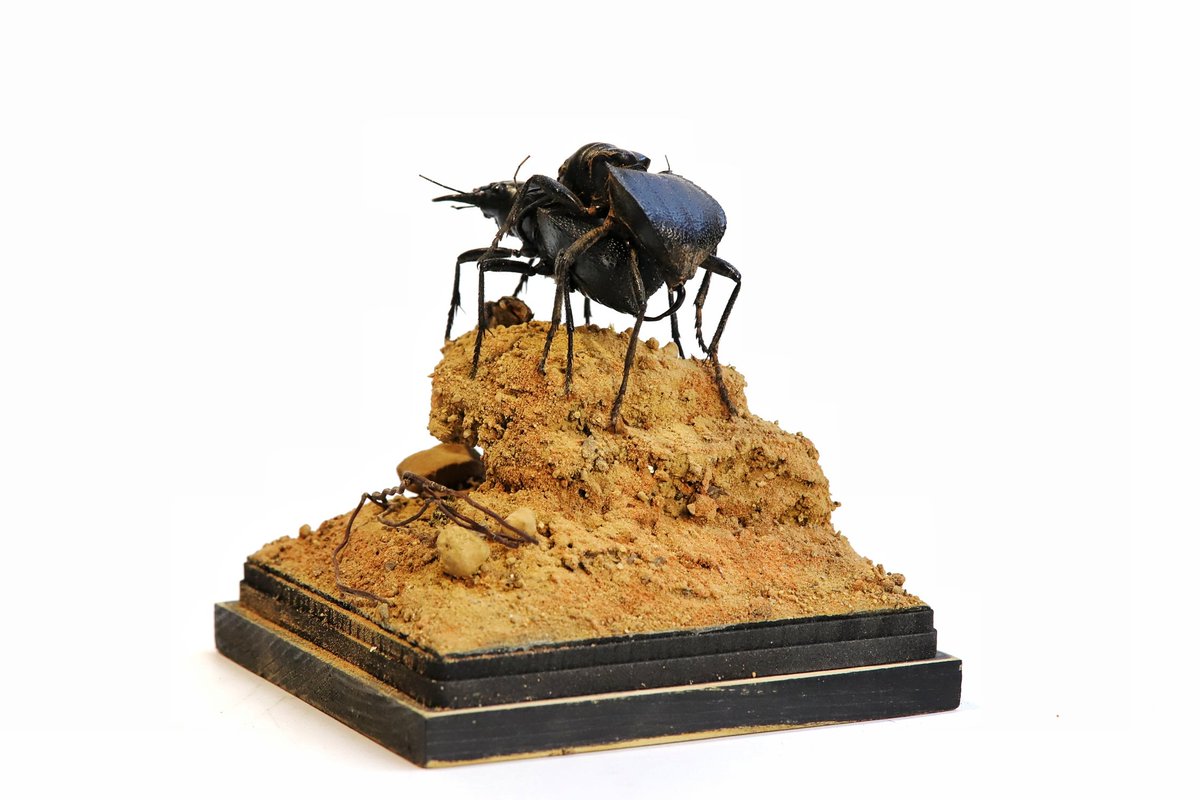 Huangweile0804's tweet photo. Manticora.tyrannus
暴君大王虎甲
交配的生态情景标本
标本艺术家黄维乐制作于2024.12 https://t.co/Ye7pbf3TMv