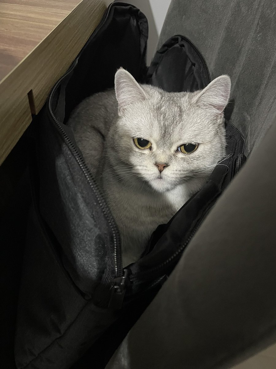 Niye orda olduğunu merak ediyorum MOLİ 🫶