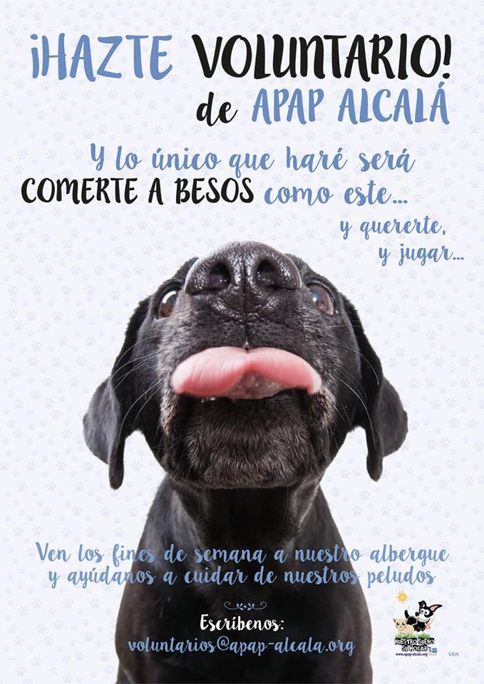 APAPAlcala's tweet photo. Nos echas una patita porfa?
Escribe a: 
✍🏻 voluntarios@apap-alcala.org

Y te informamos de todo lo que necesites sin ningún tipo de compromiso 🙂

#voluntariado  #protectora #animales #AyudarNosHaceBien https://t.co/uY3pI2GIbn