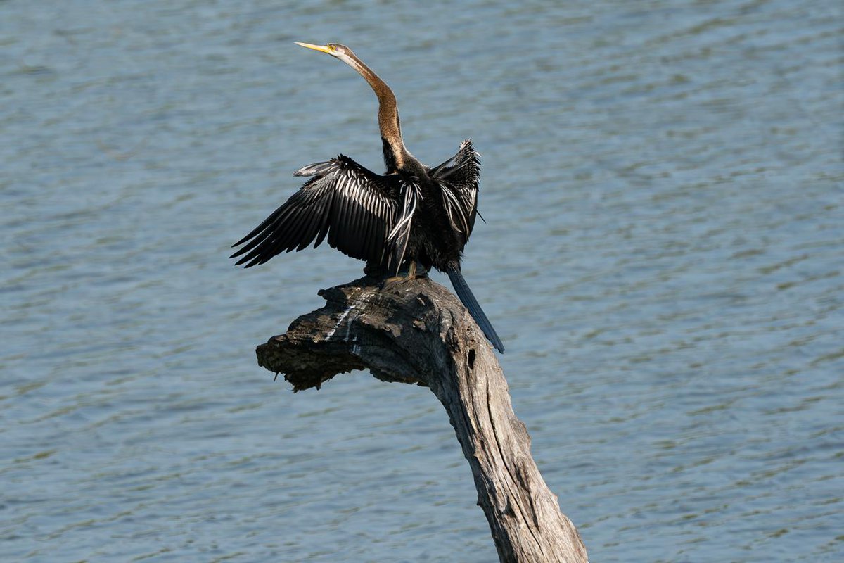 InfoNile tweet media