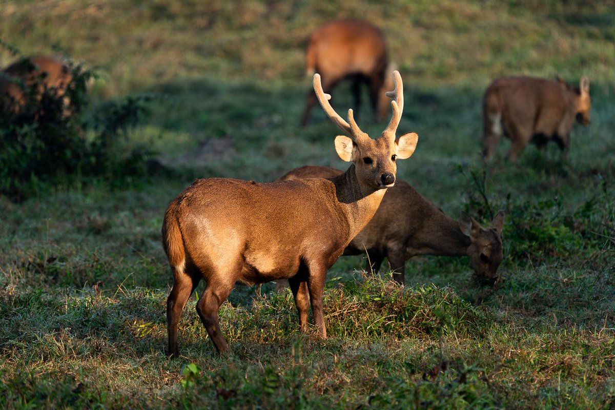 InfoNile tweet media