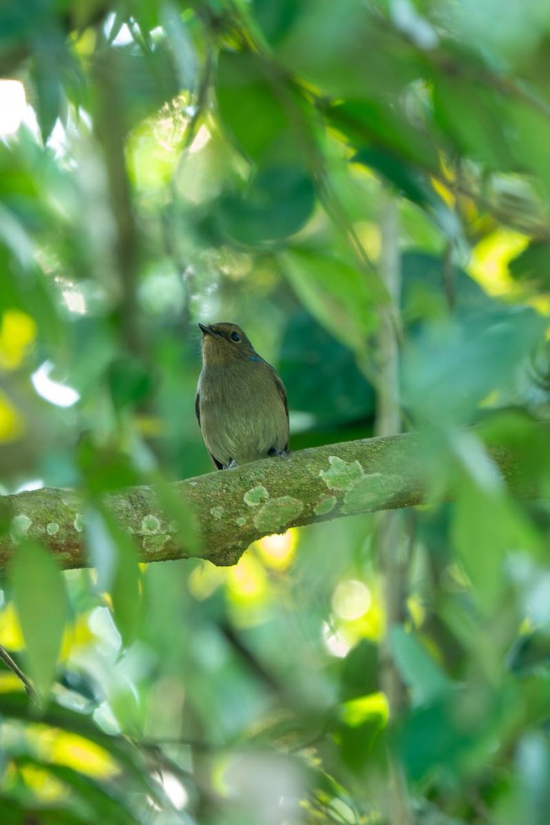 InfoNile tweet media