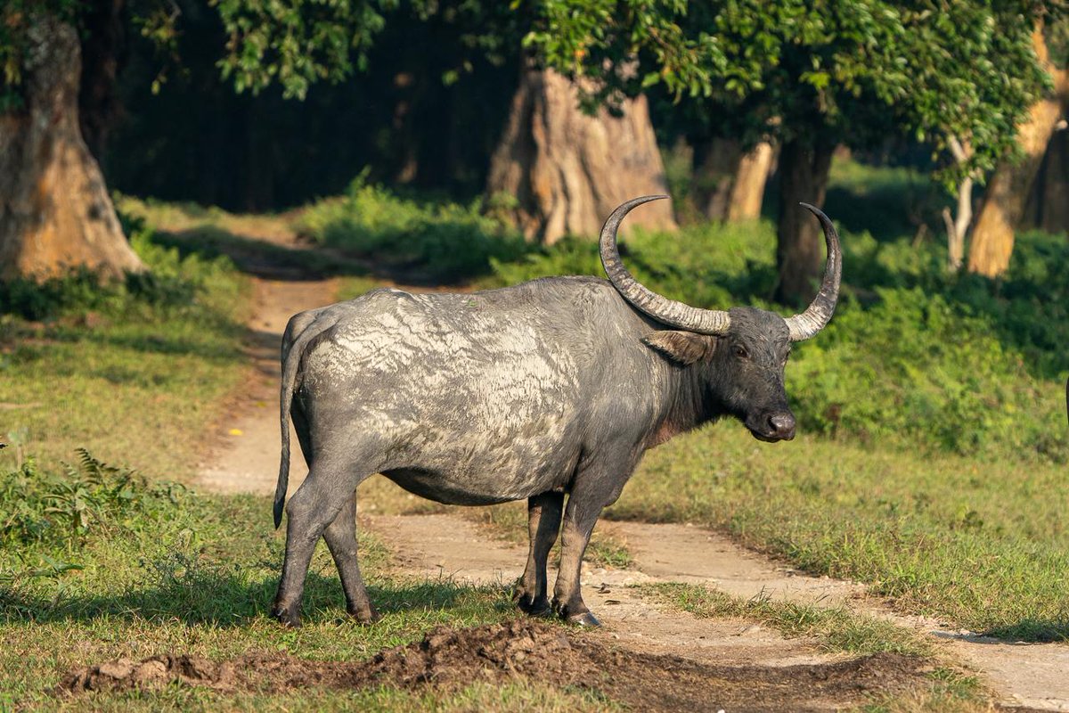 InfoNile tweet media