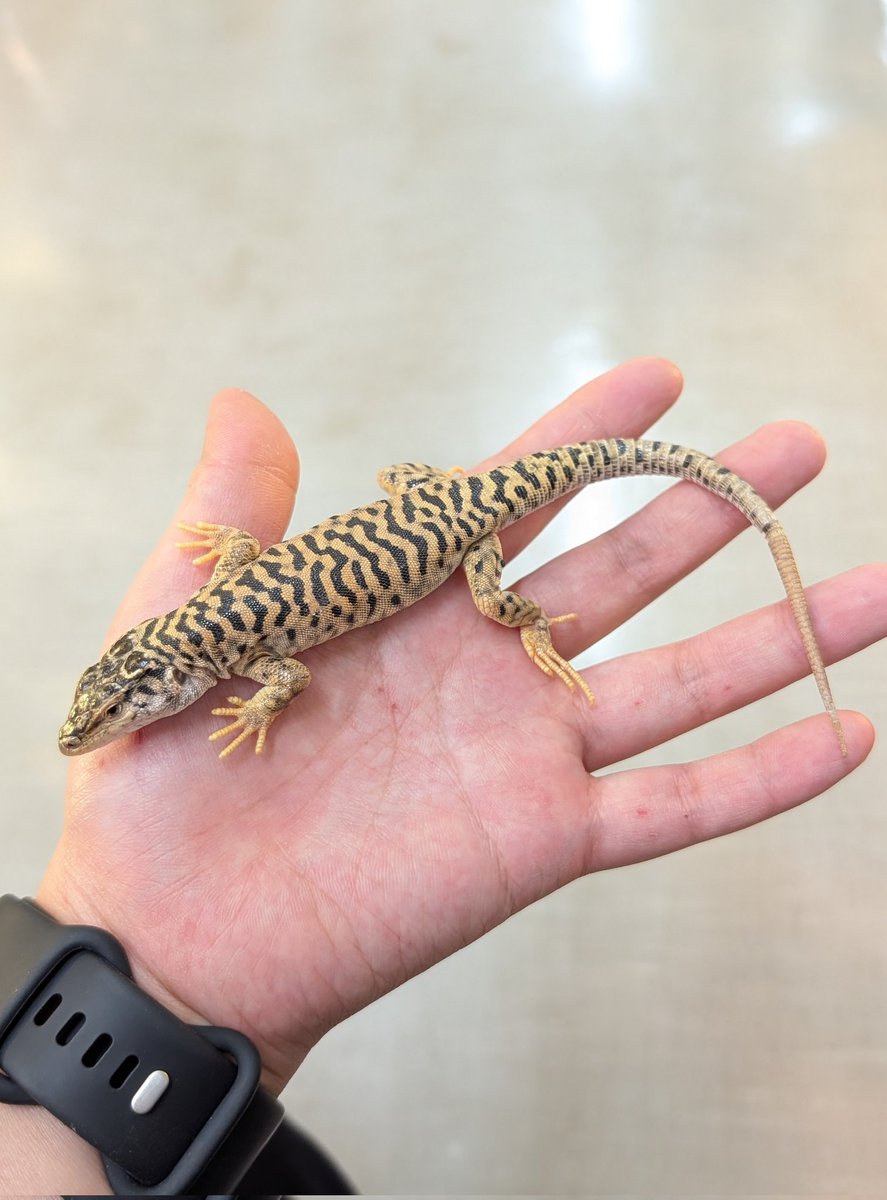 kanahebi様 爬虫類倶楽部 仙台店 本アカウント on X